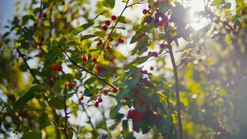 Bright Lensflare brille à travers un buisson d'épine-vinette. Faible profondeur de champ
