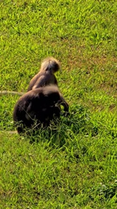 Singes espiègles explorant la végétation luxuriante de Krabi en Thaïlande