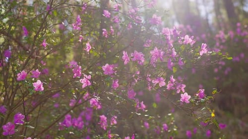 Lebendige lila Blüten schwanken im Morgenlicht, umgeben von grünen Blättern