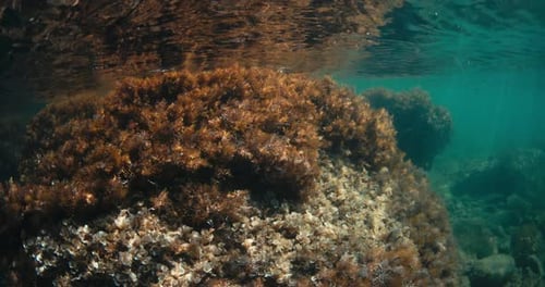 Unterwasseransicht mit Seetang in transparentem Meerwasser