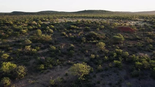 A Herd of Giraffes Running Across a Field