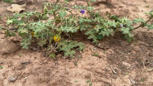 Plan filmé d'une plante d'ortie de Caroline (Solanum carolinense) avec de petites baies jaunes ressemblant à des fruits