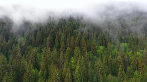 Aerial: misty mountainside forest, fog covering conifer trees, 4K landscape