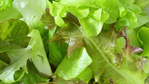 A green vegetable salad in close-up.