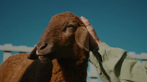 Sheep Being Pet on Sunny Farm Day
