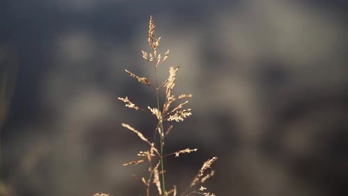 Dried grass close up on a blurred background.