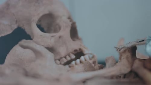 Eine Ausstellung eines menschlichen Schädels im Museum Real Human Skull of Medieval Period