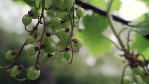 Baies de cassis non mûres sur la branche, très gros plan