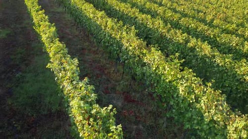 Vineyard agriculture aerial view, wine production farm in Langhe, Piedmont Italy