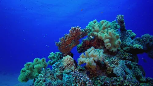 Tropical Colourful Fish And Soft Coral
