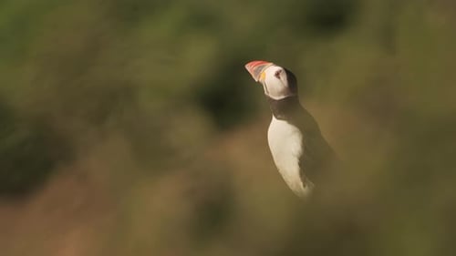 Close Up Skomer Island Atlantic Puffin Perched Behind Grassy Habitat, Wild Colourful Bird Shaking He