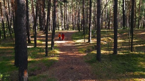 Children Explore a Serene Forest Trail Among Tall Trees on a Sunny Day