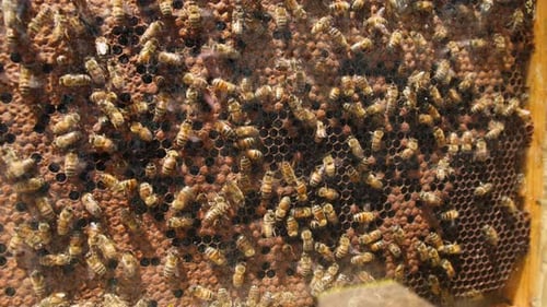 Honeycomb with Bee Bread Bees Pack Honeycomb with Bee Bread