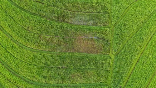 Beautiful morning view indonesia Panorama Landscape paddy fields with beauty color and sky natural l