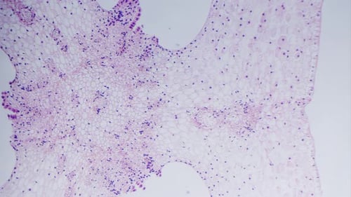 Microscopic Shot of an Organic Pink and White Shape