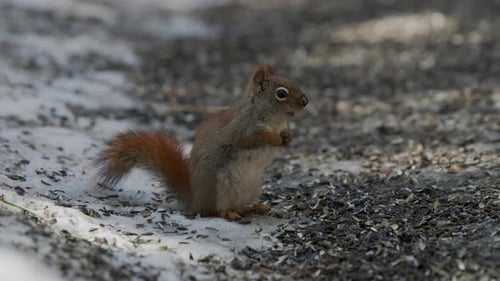 Rotes Eichhörnchen frisst Samen auf dem Boden im Wald. - Nahaufnahme
