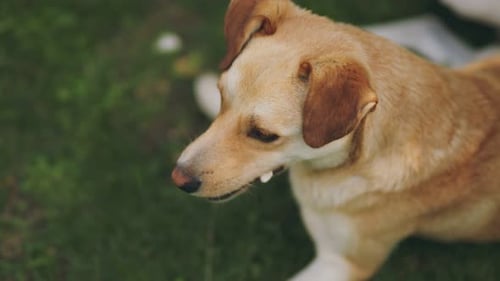 Dog on a Background of Green Grass