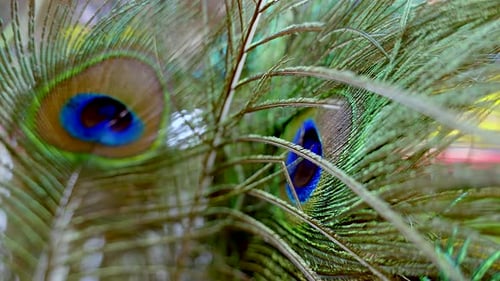 Detailed Close-Up of Iridescent Peacock Feathers