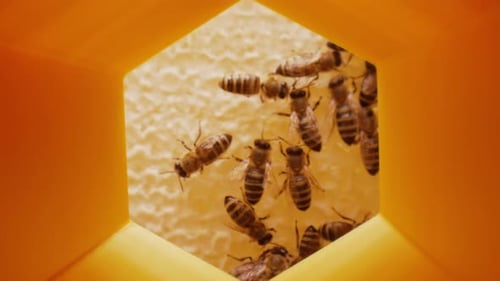 Extreme Macro Glides Through Honeycomb Passage Inside Hexagonal Cell to Busy Bee Colony Beehive