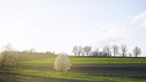 Sommerlandschaft mit grünem Gras Schöner Baum mit weißen Blumen und Wolken bei Sonnenuntergang