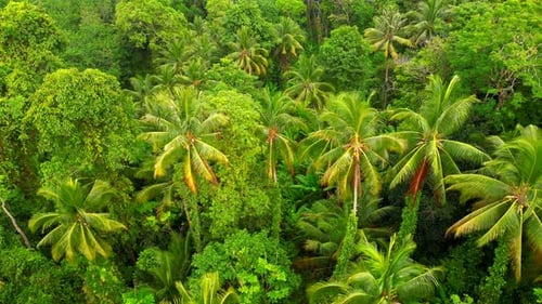 Aerial View of a Dense Tropical Rainforest in Thailand