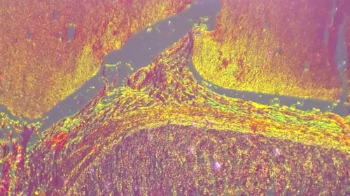 Imagem macroestática isolada do músculo humano liso sob microscópio 100x com luz oblíqua