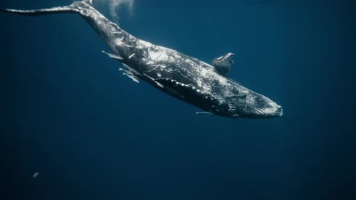 Ballena jorobada que gira en aguas azules cristalinas