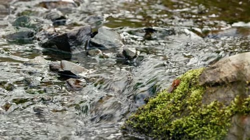 Kanadische Tierwelt: Ein kleiner Bach fließt langsam über Felsen, Zweige und Moos