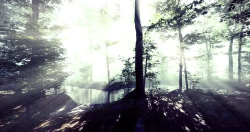 Sunlight Rays Filtering Through Misty Forest Trees and Water