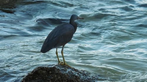 Heron on a Rock By the Water at Twilight