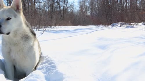 White Dog Walking in Snowy Winter Forest