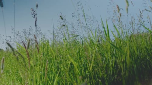 Wild British green grass meadow blowing in the wind. Backlit with subtle flare. Blue sky. 4K, Wide L