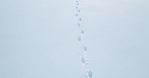Footprints Across Snowy Field, Aerial Winter Landscape