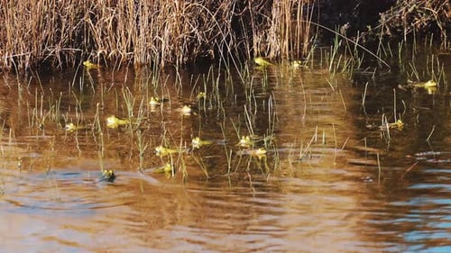 Many Green Frogs Gather in Murky Pond