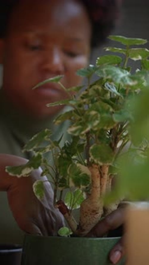Nurturing Indoor Plants A Practical and Enjoyable HandsOn Experience for Everyone