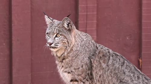 Rotluchs im Yosemite Valley