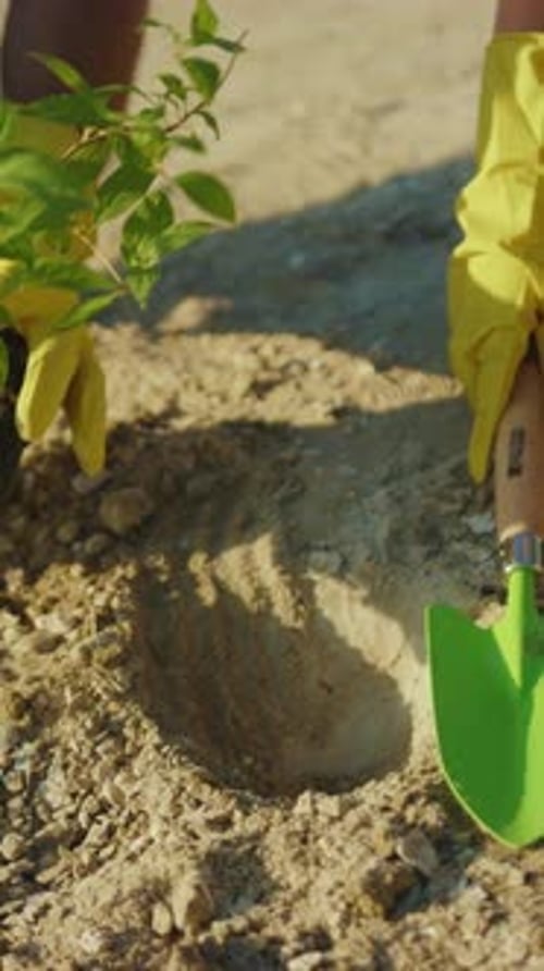 Engaging in the Rewarding Gardening Action of Planting Using a Handy Hand Shovel Along with Gloves