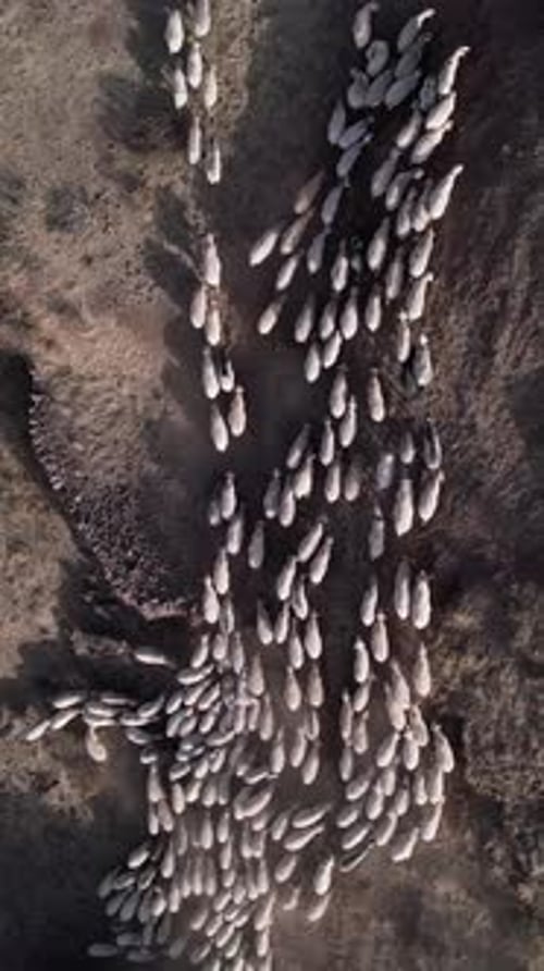 Aerial top down view of a large sheep flock moving on a dusty path
