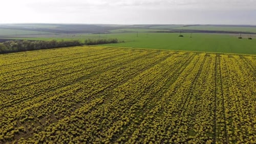aerial shot of the blooming rapeseed canola field