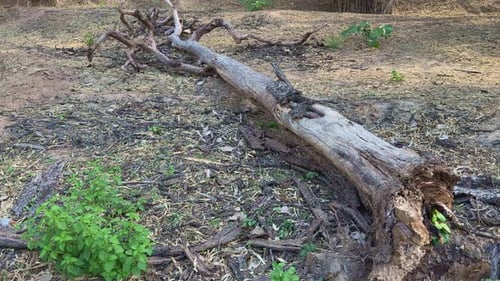 Fallen Tree Trunk in a Rural Outdoor Setting