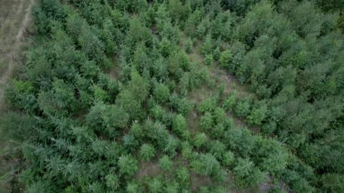 Raise shot looking over beautiful pine forest in the evening