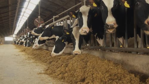 Inside the Modern Dairy Farm Feeding Happy Holstein Cows Daily