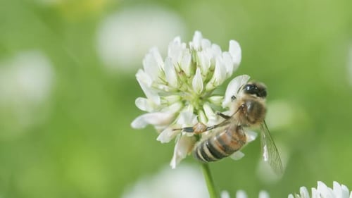 Honey bee on white clover collecting nectar in sunny spring day