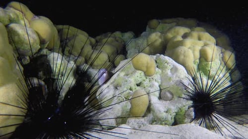 Underwater Grey Moray