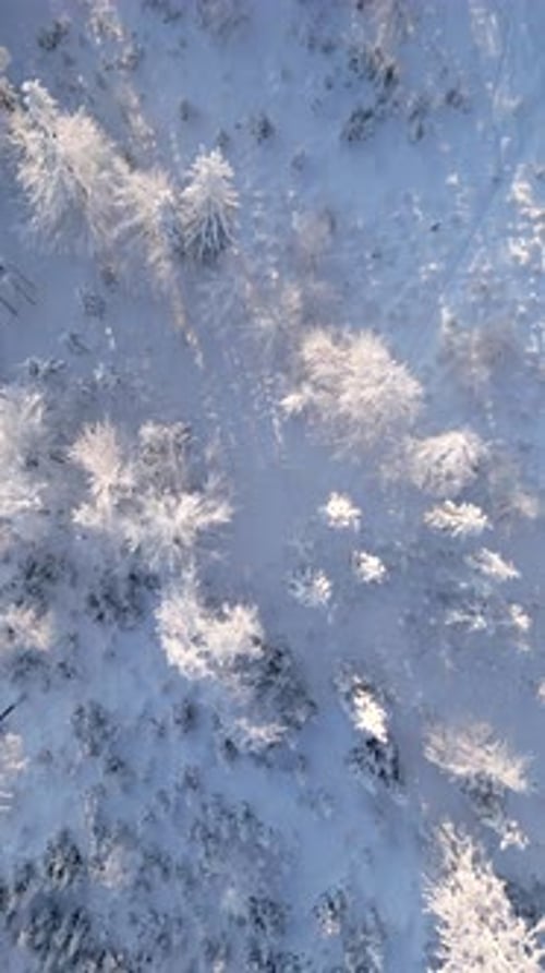 Snowy Trees in Frozen Winter Forest on Sunny Day