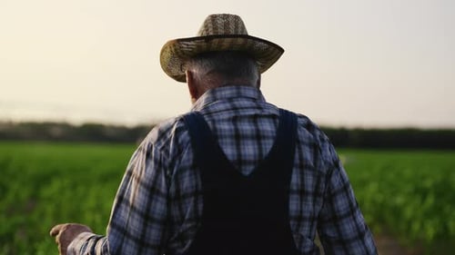 Senior Person Walking Through Green Agricultural Fields