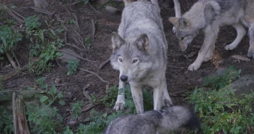 Canadian Wildlife - Slow motion close up of wolf pack