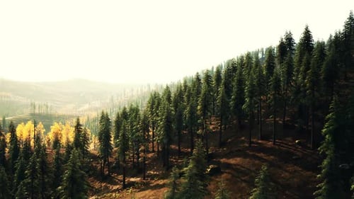 Golden Sunlight Filtering Through Dense Pine Trees in a Serene Forest