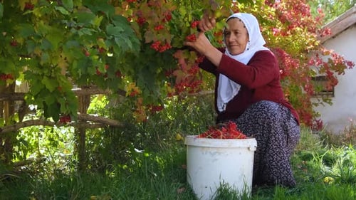 Alte Frau sammelt Gilaburu-Früchte im Eimer (türkische lokale Früchte)