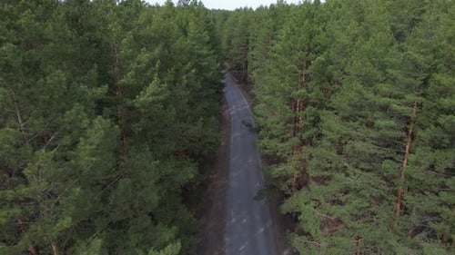 Between The Trees Along The Road